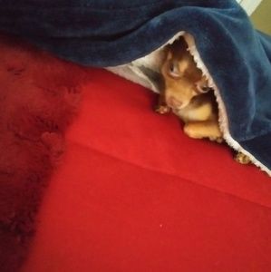 Meet your Posher, Karen